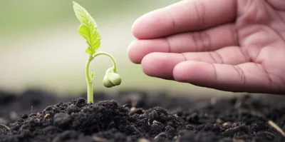 Illustration dependent