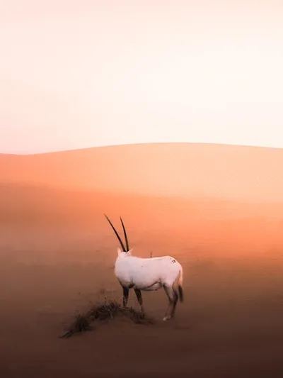 Illustration oryx - Image 2