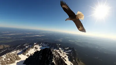 Illustration vp - Image 1