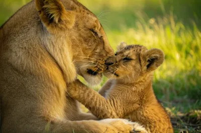 Illustration kindest - Image 1