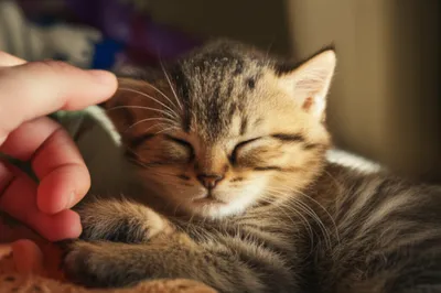 Illustration caresses - Image 1