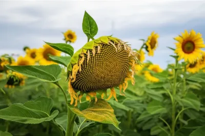 Illustration disabilities