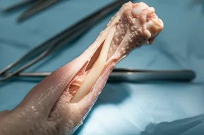 Illustration strings - Image 1