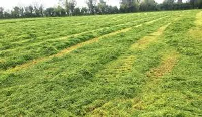 Illustration wilt - Image 2