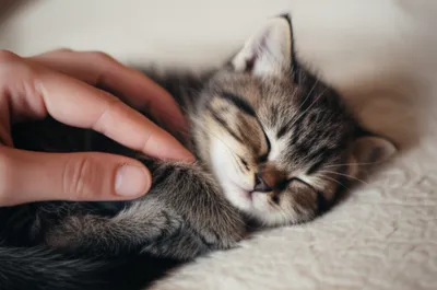 Illustration claws - Image 1