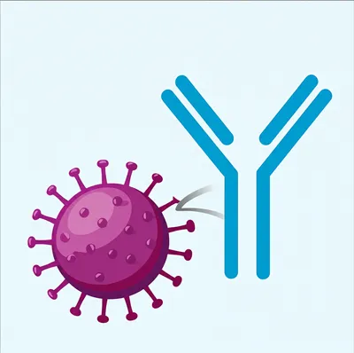 Illustration antibody - Image 1