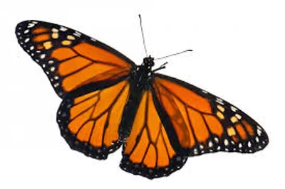 Illustration monarch - Image 2