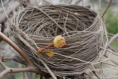 Illustration lacking