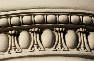 Illustration echinus - Image 1