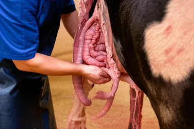 Illustration paunch - Image 1