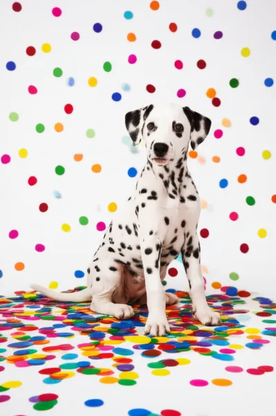 Illustration spotting - Image 1