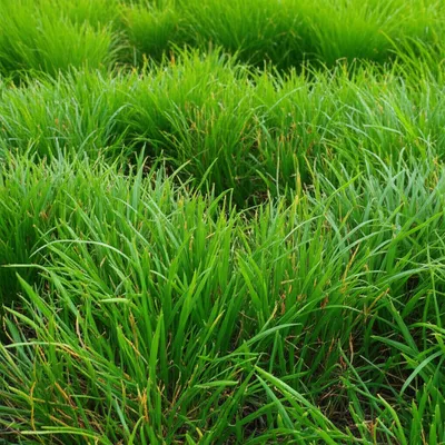 Illustration green - Image 1