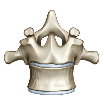 Illustration dens - Image 1