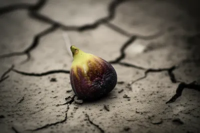 Illustration figs - Image 1