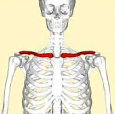 Illustration collarbone - Image 2