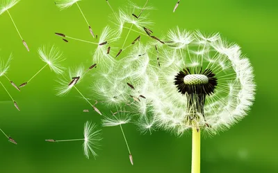 Illustration disperse