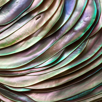 Illustration pearl - Image 1