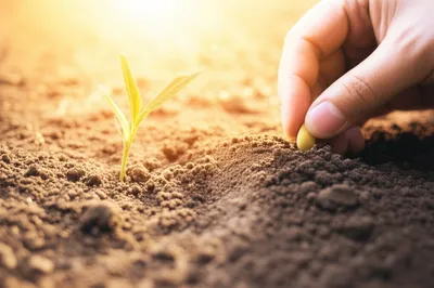 Illustration brings - Image 1