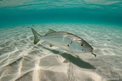 Illustration barb - Image 1