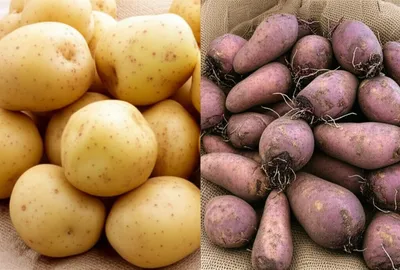 Illustration taro - Image 1