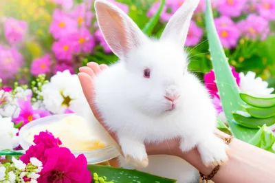 Illustration cruelty-free - Image 1