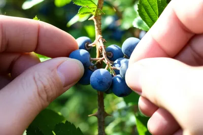 Illustration plucking - Image 1