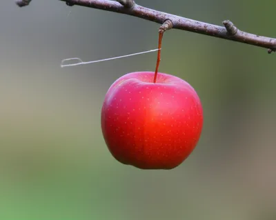 Illustration suspensions - Image 1