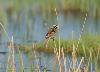 Illustration junco - Image 1