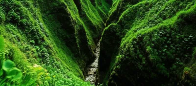 Illustration gill - Image 1