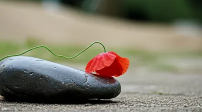 Illustration gravamen