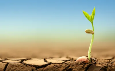 Illustration growing - Image 1