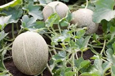 Illustration melon - Image 2