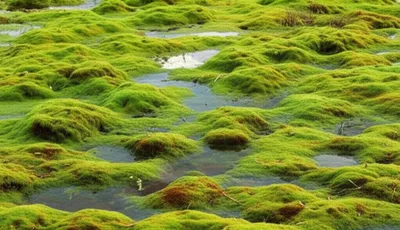 Illustration sphagnum - Image 1