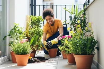 Illustration sprucing