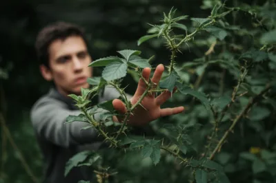 Illustration nettle - Image 1