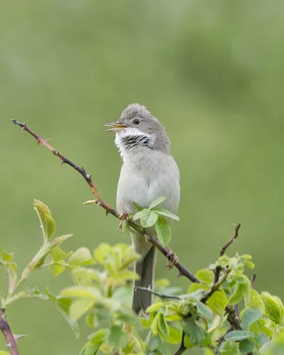Illustration whitethroat - Image 2