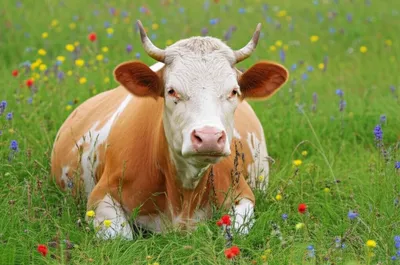 Illustration vegetarians - Image 1