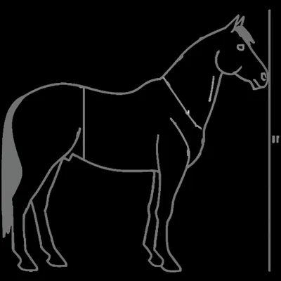 Illustration withers - Image 1