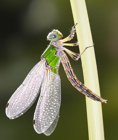 Illustration callow - Image 1