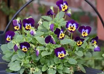 Illustration viola - Image 2