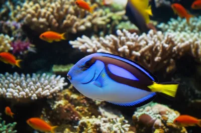 Illustration surgeonfish