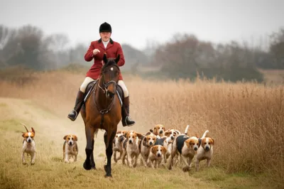 Illustration whips - Image 1