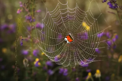 Illustration hanging - Image 1