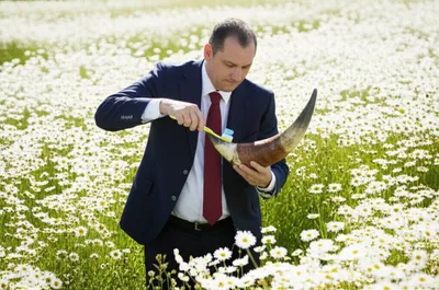 Illustration bull - Image 1