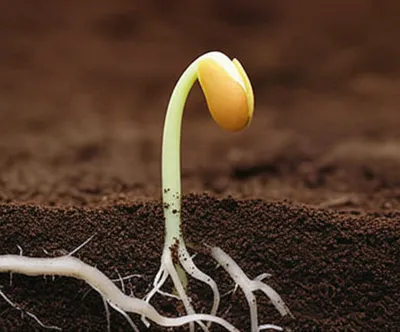 Illustration begin - Image 1