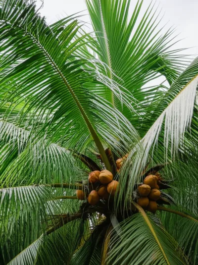 Illustration cocos - Image 1