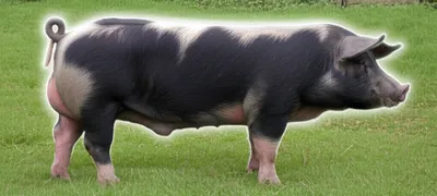 Illustration middlings - Image 1