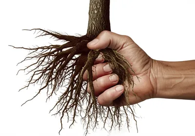 Illustration uprooting - Image 1