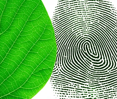 Illustration resemble