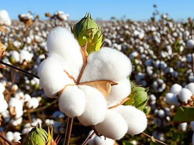 Illustration cottons - Image 1